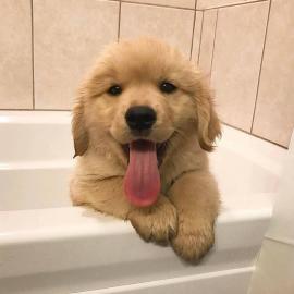 Wundersch�ne Golden Retriever Welpen f�r
