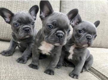4 Wundersch�ne Reinrassige Franz�sisch B