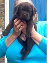 Schokoladen Labrador Retriever welpe