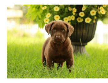 Schokoladen Labrador Retriever welpe