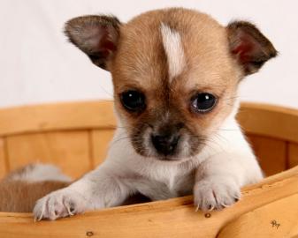 Chihuahua Welpen suchen ein liebevolles
