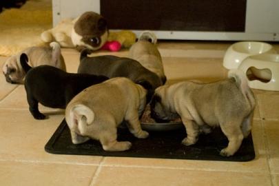 liebenswerte Mops - Welpen