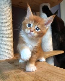 Wundersch�ne Maine-Coon-Katzen abzugeben