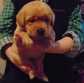 Labrador Retriever FCI - seltene fox red