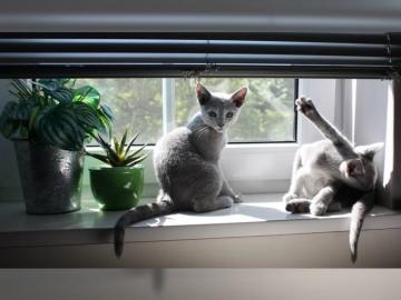 Russisch Blau Kitten mit Stammbaum