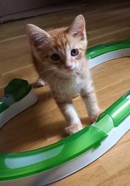 Kitten suchen ein Zuhause