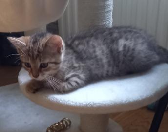 Kitten suchen ein Zuhause