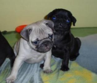 4 S��e Mopswelpen