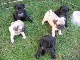 4 S��e Mopswelpen