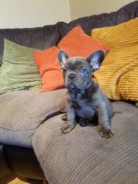 Franz�sische Bulldog Welpen
