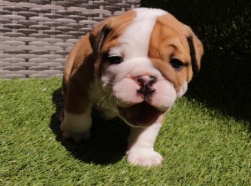 Englische Bulldoggenwelpen