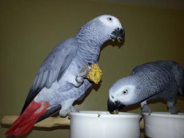 m�nnlicher und weiblicher Graupapagei