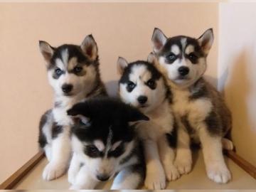 Sibirian Husky Whatsapp +33758481398