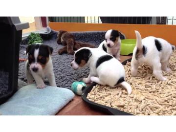 Jack-Russell-Welpen whatsapp Nummer +436