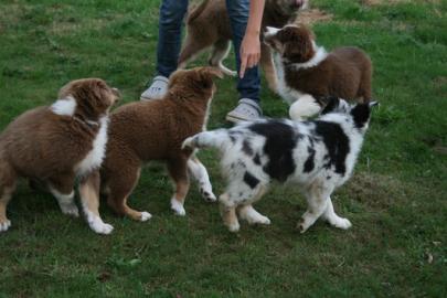 Aussies Shepherd Welpen