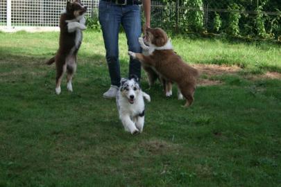 Aussies Shepherd Welpen