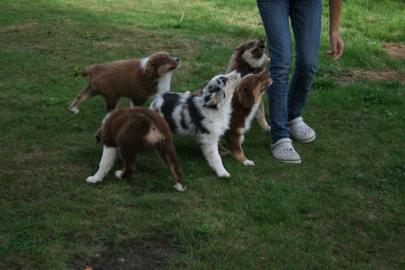 Aussies Shepherd Welpen