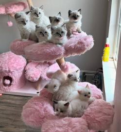 Katzenbaby sucht ein Zuhause