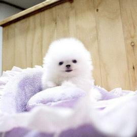 Jovial Teacup Pomeranian Pups Verf?gbar