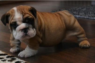 S�sse reinrassige englische Bulldoggen