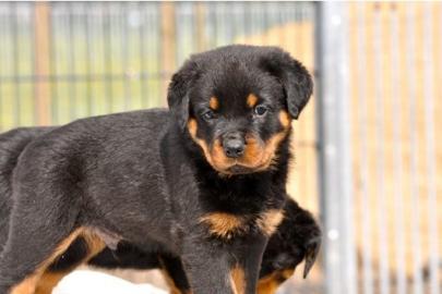 kr�ftige Rottweiler - Welpen