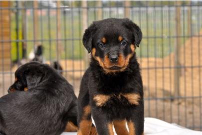 kr�ftige Rottweiler - Welpen