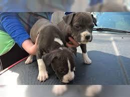 Exclusive American staffordshire Welpen