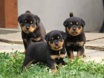 Rottweiler-Welpen suchen ein liebevolle
