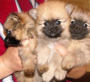 Zwergspitz Pomeranian Welpen