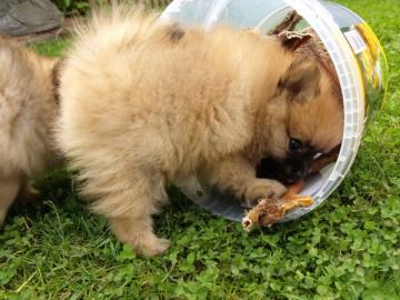 Zwergspitz Pomeranian Welpen