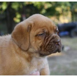 Reinrassige Bordeaux Doggenwelpen