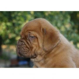 Reinrassige Bordeaux Doggenwelpen