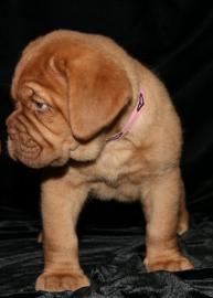 Reinrassige Bordeaux Doggenwelpen
