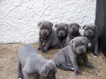 American Blue-Line Pit Bull Terrier Welp
