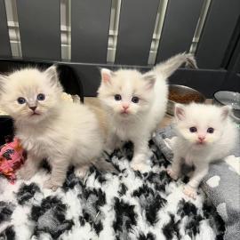 Ragdoll-Katzen zur Adoption