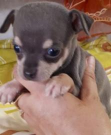 Extra mini Chihuahua