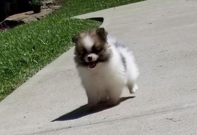 Pomeranian puppy
