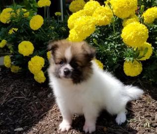 Pomeranian puppy