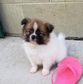 Pomeranian puppy
