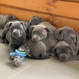 Amstaff Staffordshire Welpen zur Verf?gu