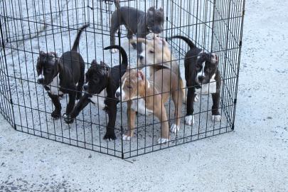 Super nette Pitbull Terrier Welpen zur A