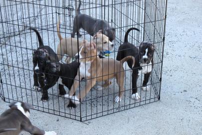 Super nette Pitbull Terrier Welpen zur A