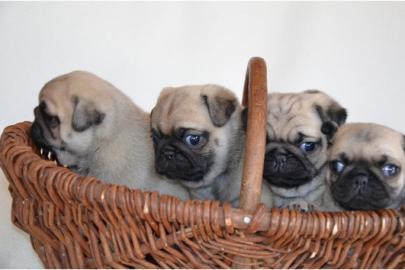 Kleine Mops Welpen