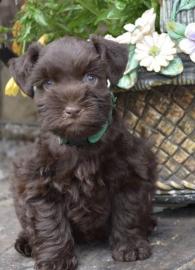 Zwergschnauzer-Welpen zur Adoption Whats