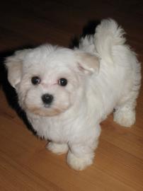 Malteser