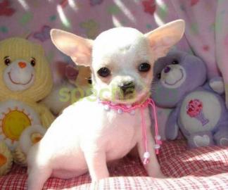 Chihuahua-Welpen . 