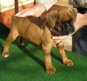 Boxer Welpe