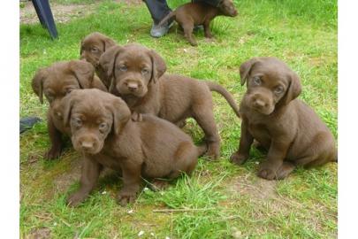Labrador Welpen R�de und H�ndin