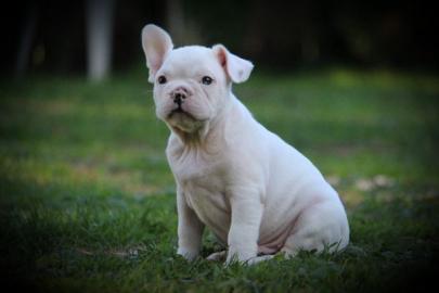 franz?sische Bulldog Welpen,,. ,. 