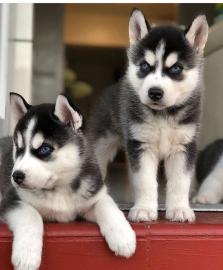 Sibirische Huskys mit Papieren vvv